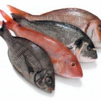KSA-Kosher-Fish2